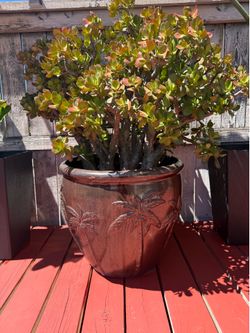 Free - extra large planter with plant