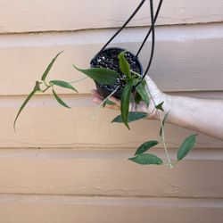 4” Super Rare Hoya Archboldiana