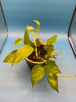 Live indoor potted houseplant in wooden pot