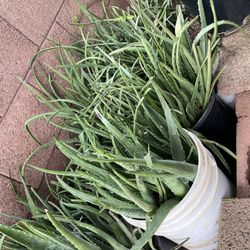 So Many Plants Available