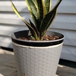 Dwarf Sansevieria Laurenti Plant 