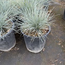Blue Fescue
