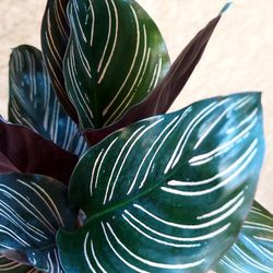 Calathea Ornata "Pin-stripe " Plant $18