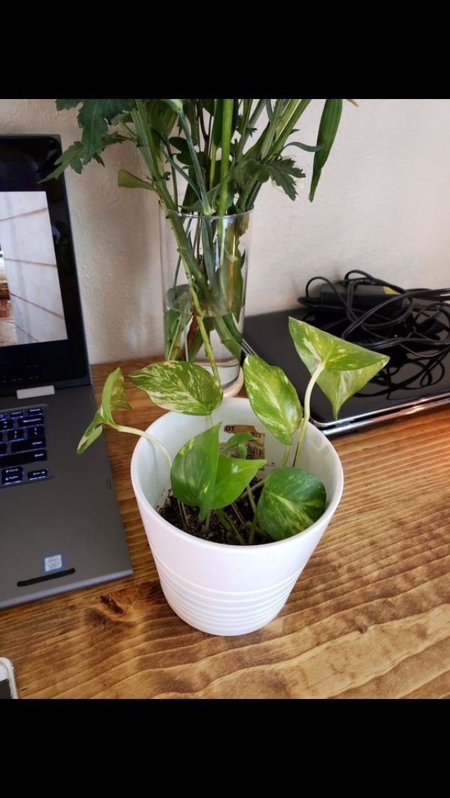 Potted pothos plant