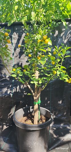 🍊 Healthy Calamondin / Calamansi / Tắc Tròn Chua Tree 🍊