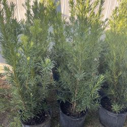 Podocarpus 4’-4.5’ feet tall delivery available 