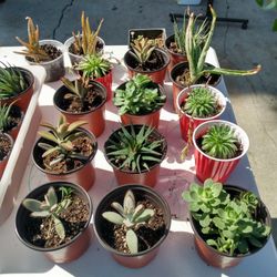 Lots Of Plants For Sale 