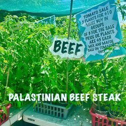  🍅 HUGE End-of-Season Sale – Organic Heirloom Tomatoes! 🍅 4 plants for $10