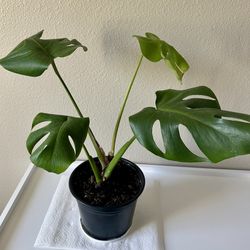 Monstera Plant 