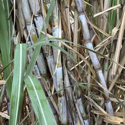 Sugarcane Plant For Sale$5 each 