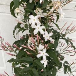 Pink Jasmine Climbing Plant With Very Fragrant Flowers , Is 4 Feet Tall In 5 Gallons Pot Pick Up Only