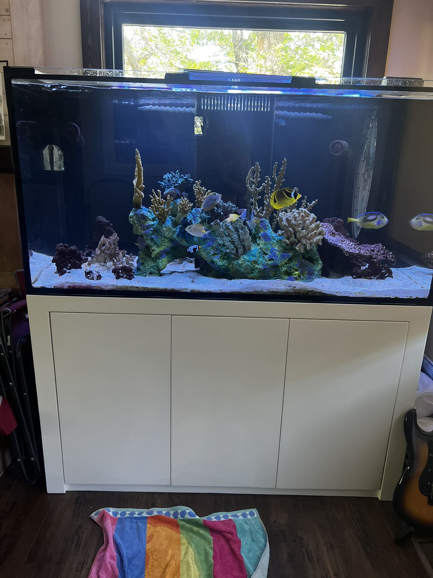 200 Gallon Salt Water Aquarium