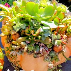 Succulent Topped Pumpkins & Gourds Will Be Beautiful At Thanksgiving