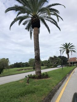Large palm trees