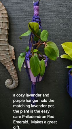 Purple Passion? Lavender Lovin'?