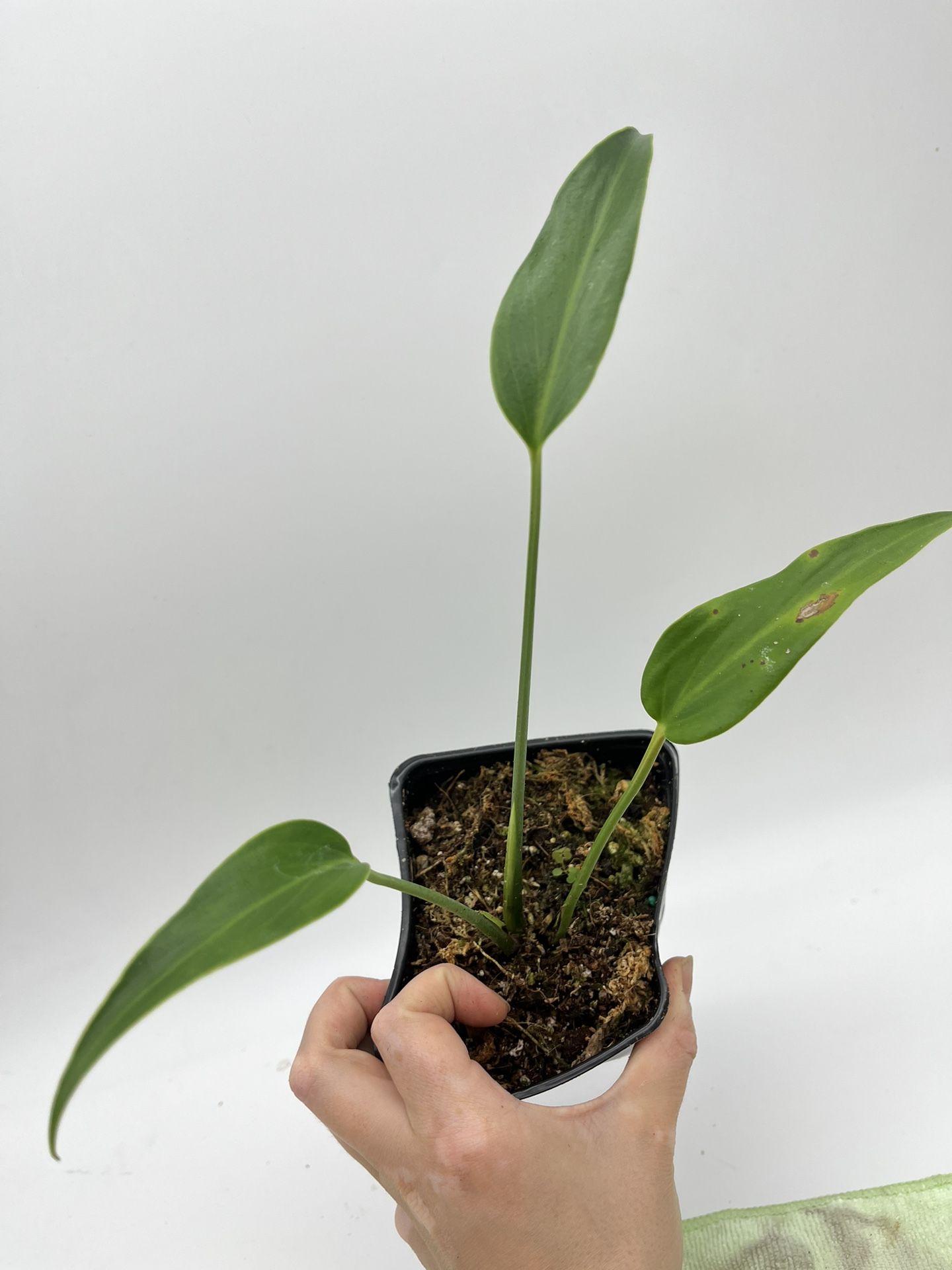 Monstera dilacerata (burle Marx Flame) Plant