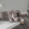 Tom