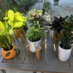 Plant Sale