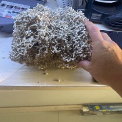 Real Coral Fish Tank