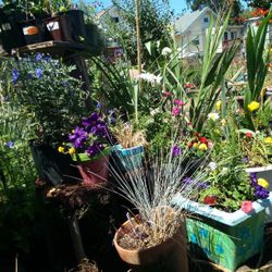Huge Plant/ Flower Sale