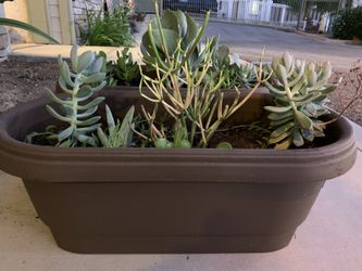 Succulents varieties