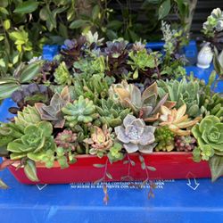 Gorgeous Succulent Arrangement 