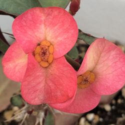 Corona De Cristo Cemiya