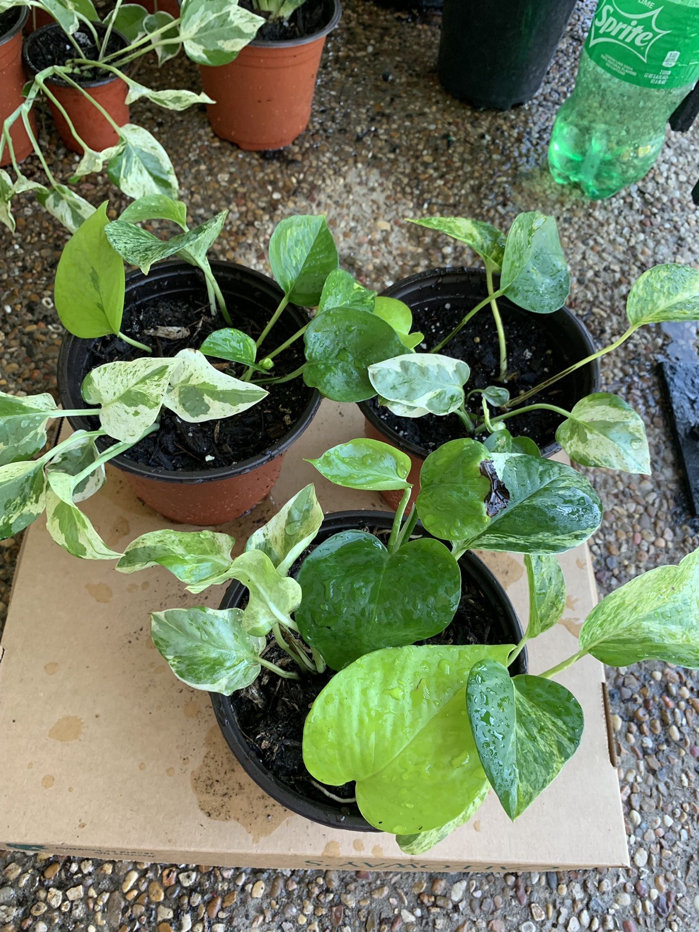 Money plants/ivy (4kinds in 1 pot)