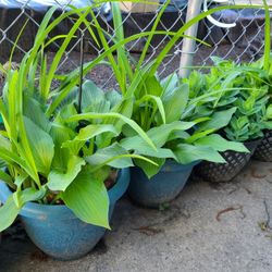 Hosta Plant In A Pot