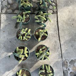 8” monkey tail $45 each 