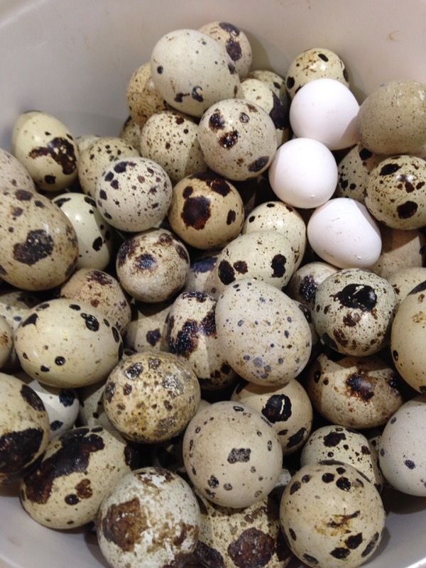 Quail eggs for Sale in Everett, WA OfferUp