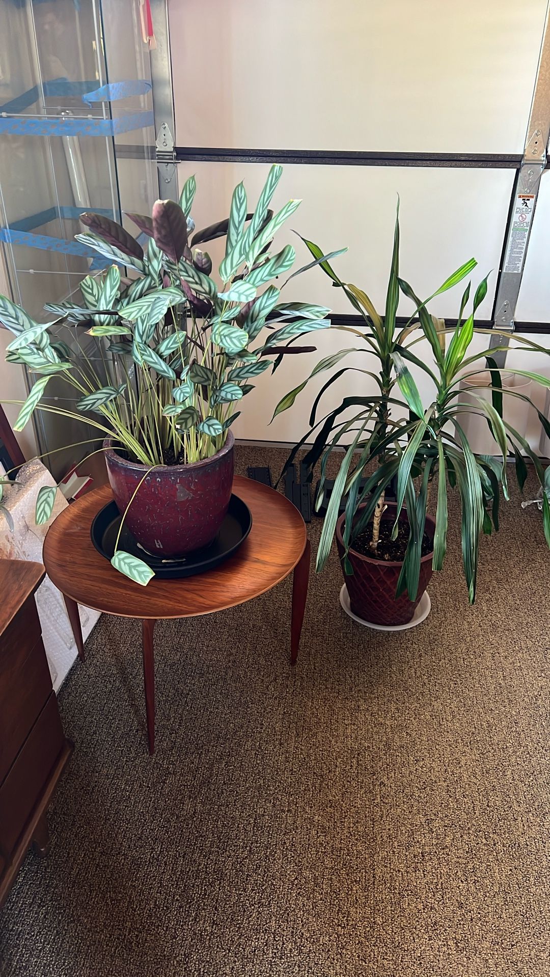 Potted Plants
