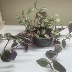 Silver Inch Plant, Tradescantia zebrina 