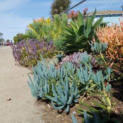 Plants, Landscape Succulents, Waterwise Gift