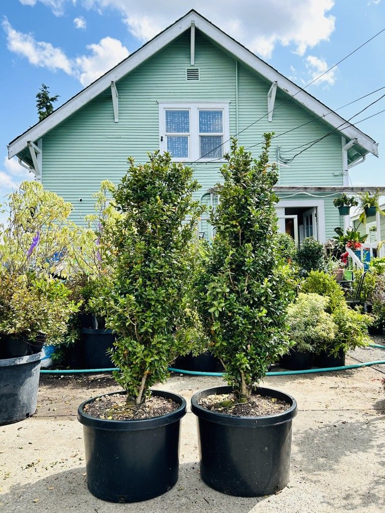 $69 Each Beautiful Boxwood
