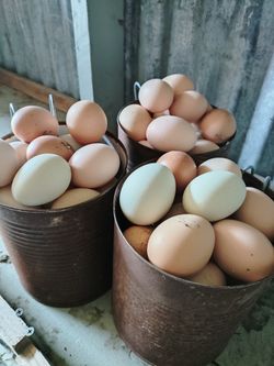 Farm fresh egg