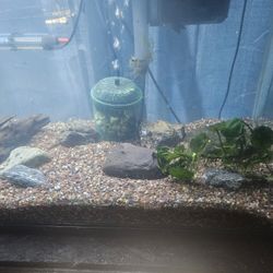 60 Gallon Aquarium Complete