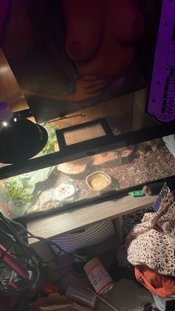 Gecko tanks + accessories!