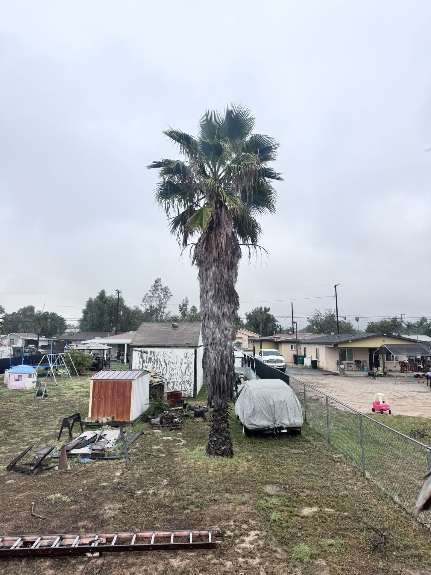 palm trees trimming