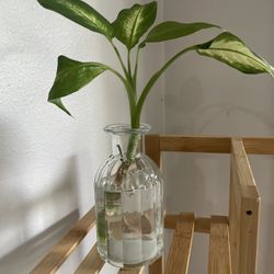Dumb Cane Cutting In Water Vase