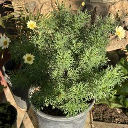 Yellow Daisys 5 Gallon 15$ Each