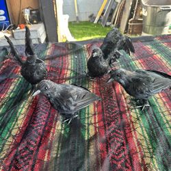 Halloween Outdoor Decor