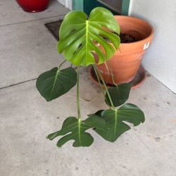 Monstera With Pot 