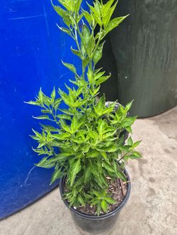 Chiltepin del sonora plantas