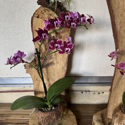 Torres Para Orquídeas .  UNIQUE ORCHID TOWERS