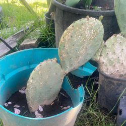 Estos Son A 15 Dólares 