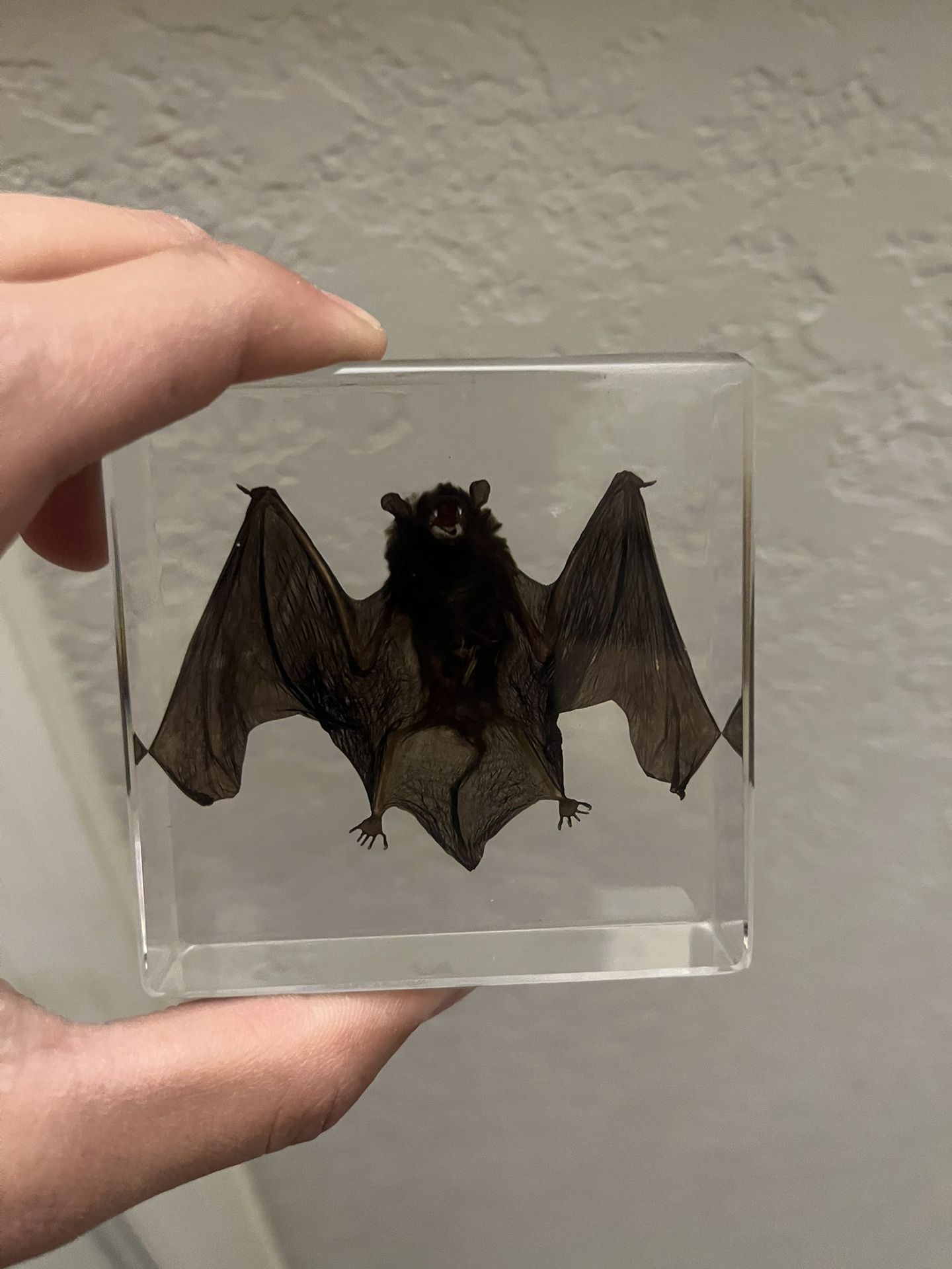 Real Bat In Resin