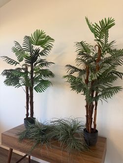 Beautiful palm trees