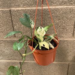 6” Split Leaf Glacier Pothos 