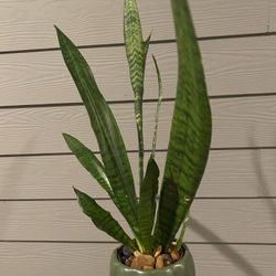 Zeylanica Snake Plant | 21” inches Tall | Air Purifying | Hardy, Drought Resistant | In Olive Ceramic Planter